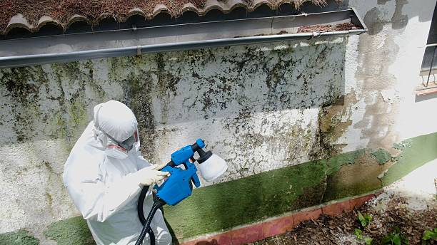 Top rated local Basement Mold Removal specialists in Denver, PA